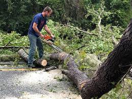 Trusted Denver, IA Tree Care Services Experts